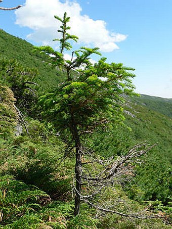 Abies nephrolepis