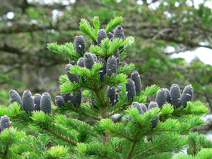 ABIES NEPHROLEPIS (Trautv.) Maxim – jedle mandžuská / jedľa