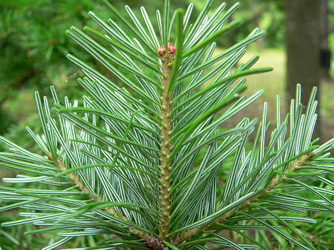 Abies nephrolepis