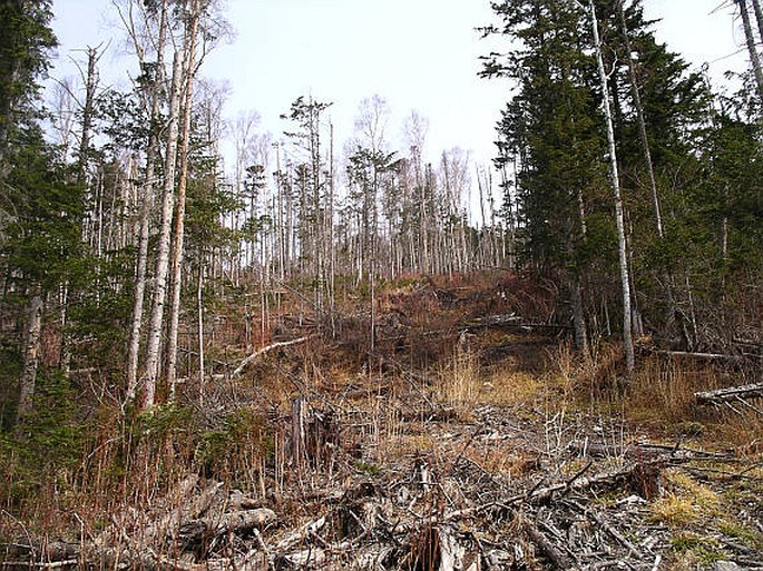 Abies nephrolepis