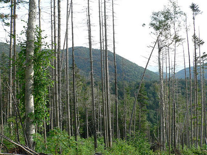 Abies nephrolepis