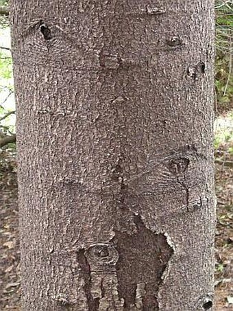 Abies nordmanniana