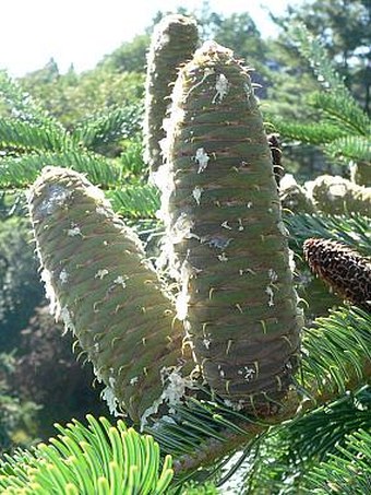 Abies nordmanniana