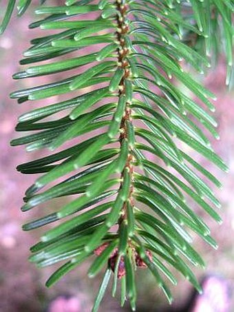 Abies nordmanniana