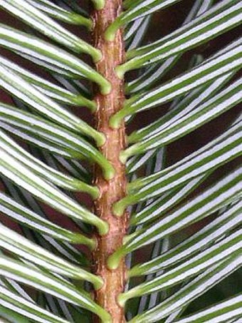 Abies nordmanniana