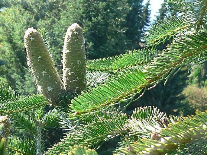 ABIES NORDMANNIANA (Steven) Spach – jedle kavkazská / jedľa Nordmannova