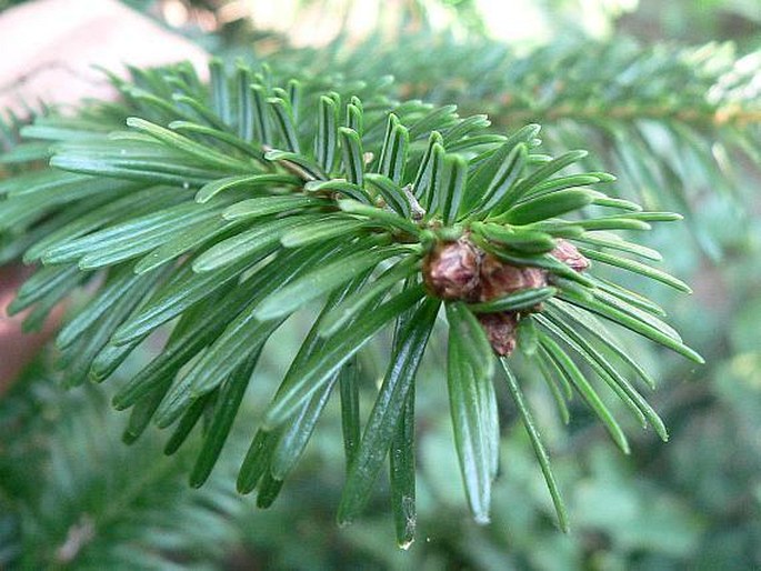 Abies nordmanniana