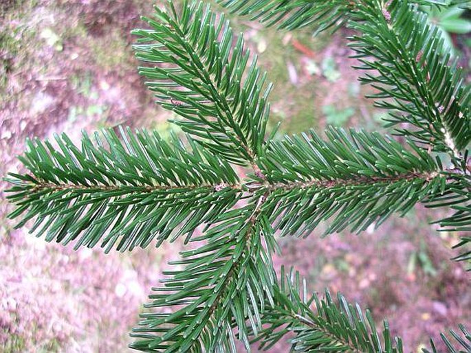 Abies nordmanniana