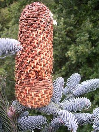 Abies procera