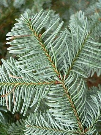 Abies procera