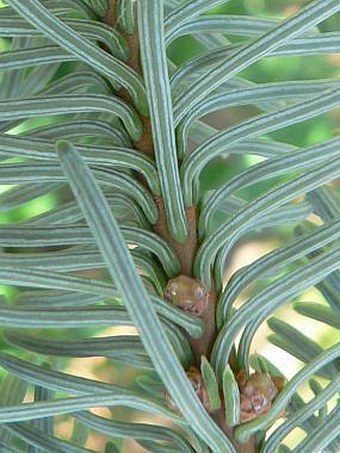 Abies procera