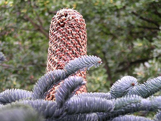 ABIES PROCERA Rehder – jedle vznešená / jedľa ušľachtilá