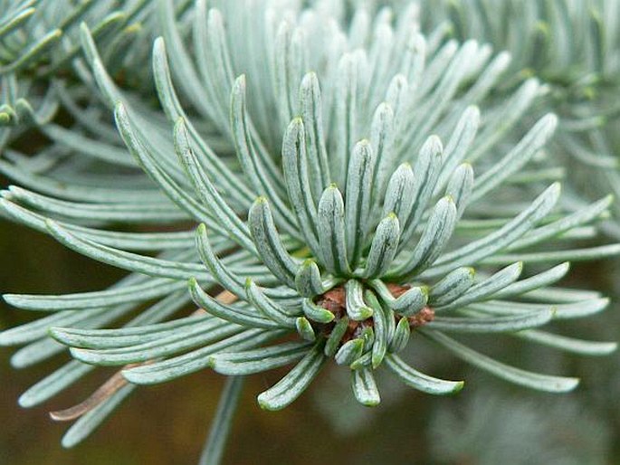 Abies procera