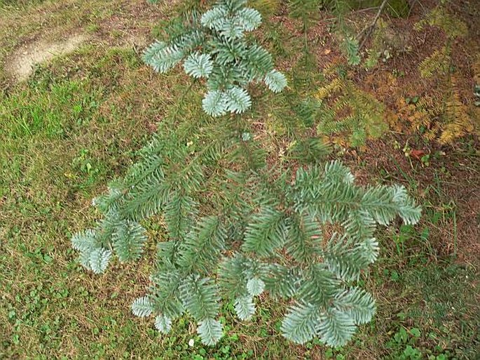 Abies procera