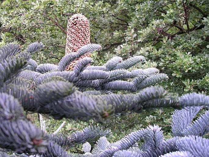 Abies procera