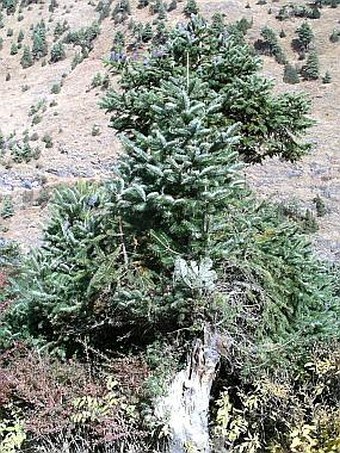 Abies spectabilis