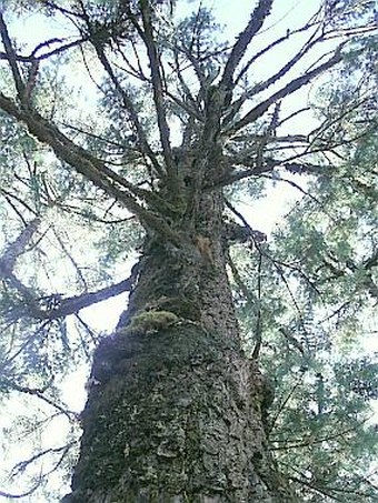 Abies spectabilis