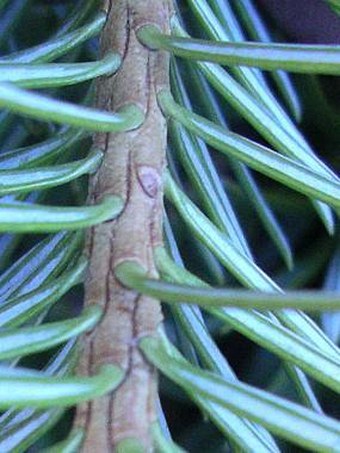 Abies spectabilis