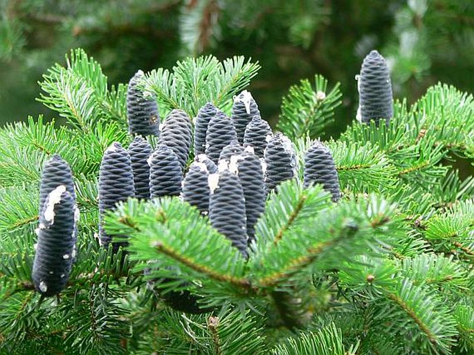 ABIES VEITCHII Lindl. – jedle Veitchova / jedľa