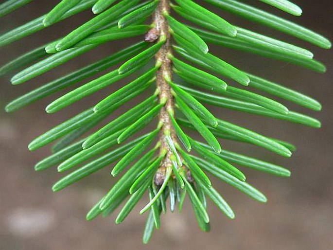 Abies veitchii