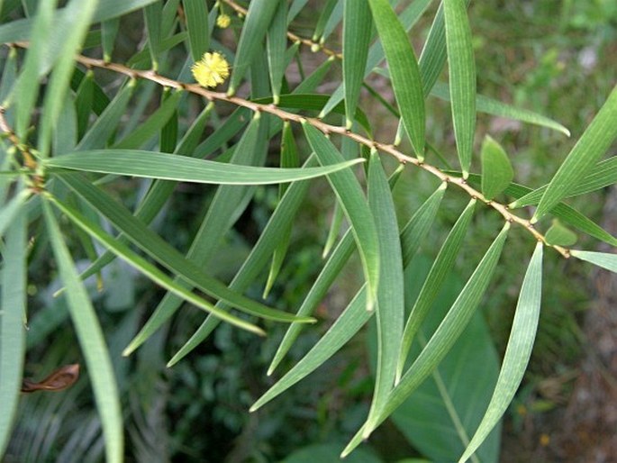 Acacia confusa