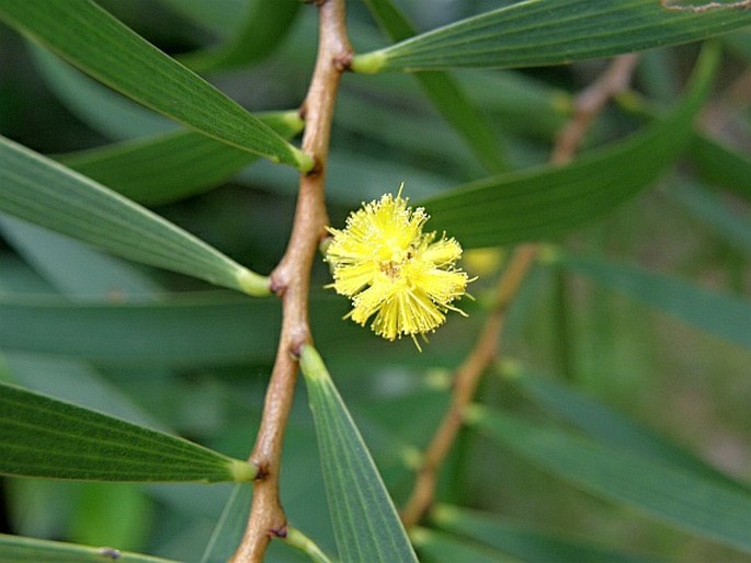 Acacia confusa