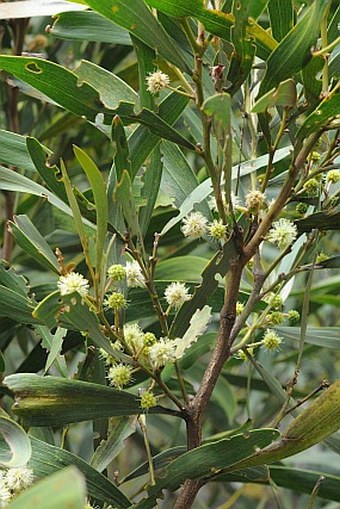 Acacia heterophylla