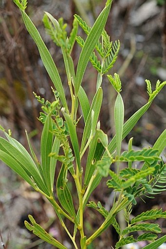 Acacia heterophylla