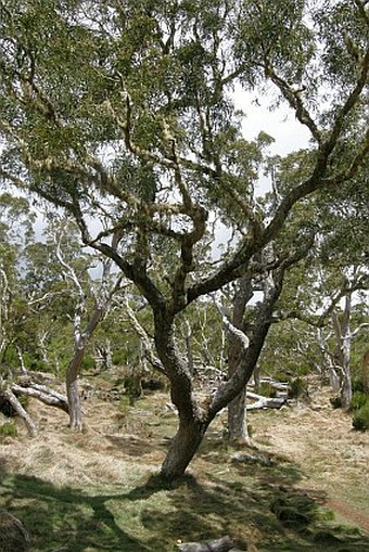 Acacia heterophylla