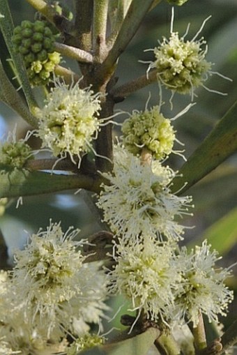 Acacia heterophylla