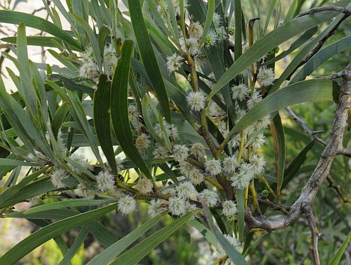 Acacia heterophylla