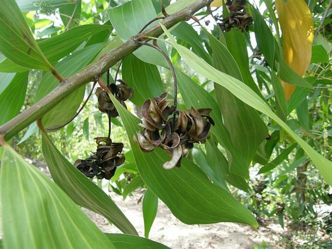 Acacia mangium