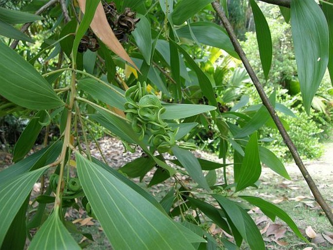 Acacia mangium