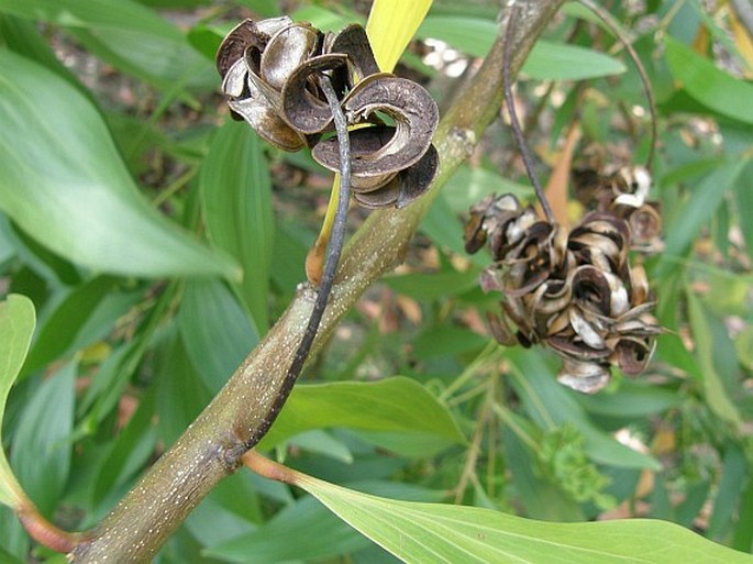 Acacia mangium