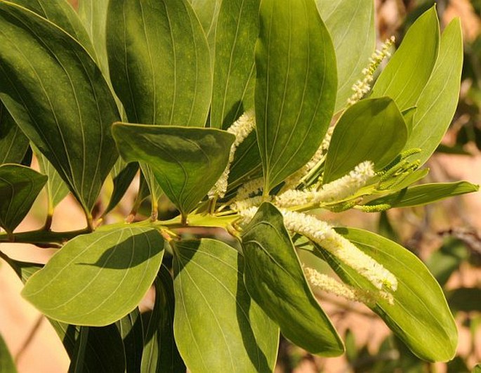 Acacia mangium