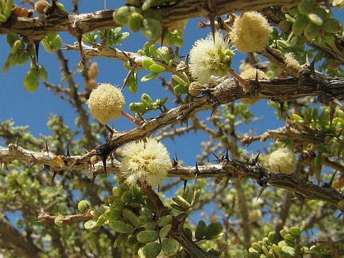 Acacia sarcophylla