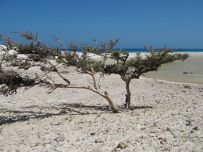 Acacia sarcophylla