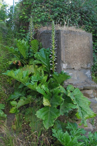 Acanthus mollis