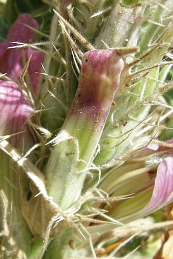 Acanthus arboreus