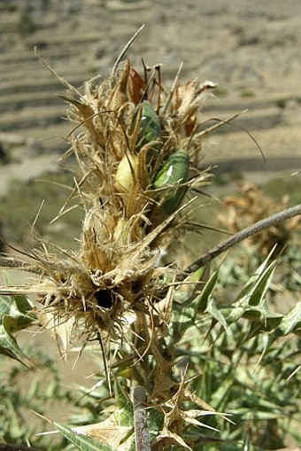 Acanthus arboreus