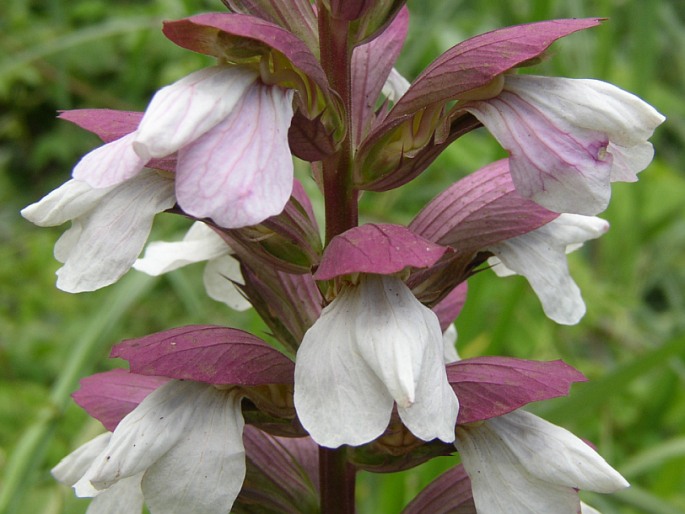 ACANTHUS MOLLIS L. – paznehtník měkký