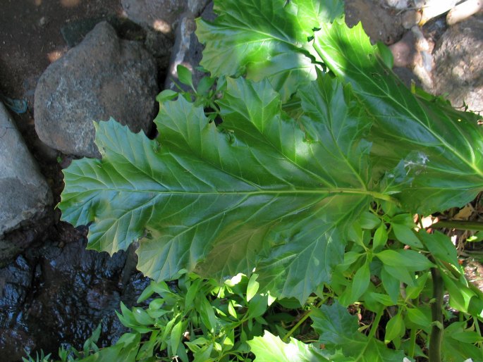 Acanthus mollis