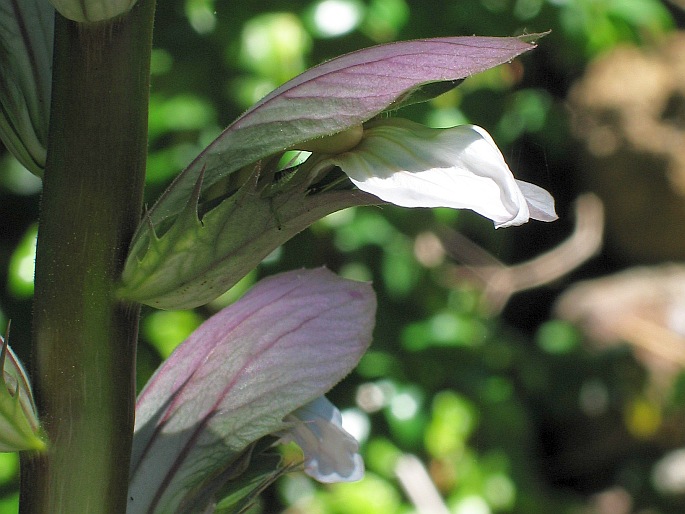 Acanthus mollis