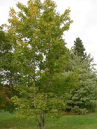 Acer cappadocicum