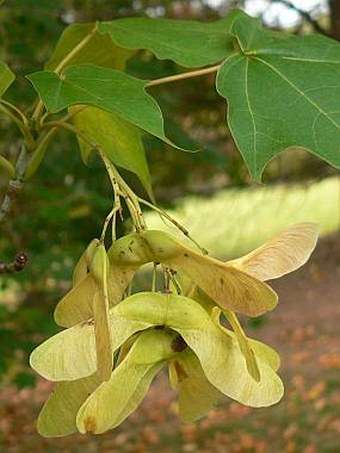 Acer cappadocicum