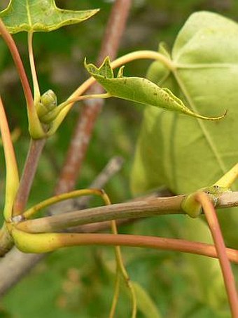 Acer cappadocicum