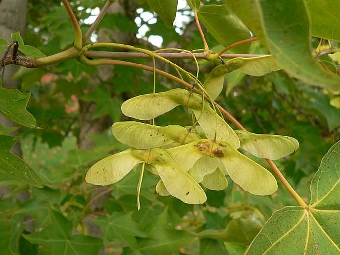 Acer cappadocicum