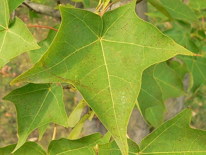 Acer cappadocicum