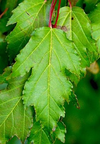 Acer ginnala