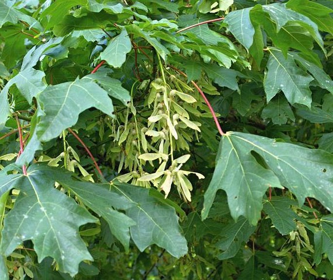 ACER MACROPHYLLUM Pursh – javor velkolistý